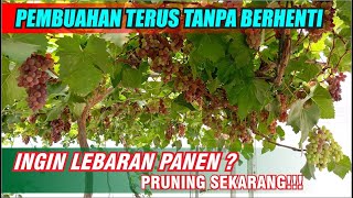 PEMBUAHAN ANGGUR TANPA BERHENTI