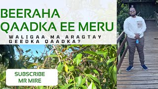 BEERAHA QAADKA EE MERU | MIIROWGA WALIGAA MA ARAGTAY?