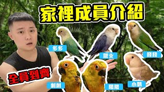 [艾瑞克Eric]全員到齊  家裡成員介紹.金太陽/愛情鳥小鸚Parrot /นกแก้ว /オウム鹦鹉/perroquet/con vẹt