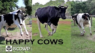 Happy Cows Moo, Run, Jump, \u0026 Skip to Spring Grass