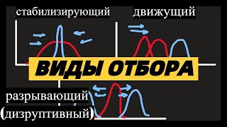 Виды естественного отбора - движущий, стабилизирующий, разрывающий (дизруптивный) ЕГЭ