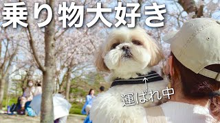 【犬のいる暮らし】乗り物で運ばれているだけなのに・・・可愛すぎるw / Hanimaru likes vehicles.