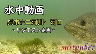 釣り人目線の水中動画　呉市二河川河口