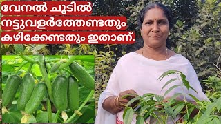 സാലഡ് കുക്കുമ്പർ കൃഷി അറിയേണ്ടതെല്ലാം | Cucumber farming on terrace in container or pot | Malayalam