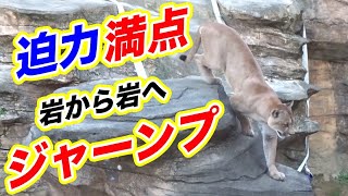 迫力満点🌺岩から岩へジャンプ★ピューマ★日本平動物園★mountain lion