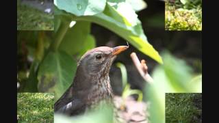 Alle Vögel sind schon da (Volkslied) - All birds are back (German traditional)