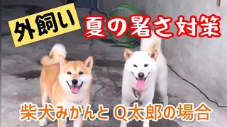 【柴犬 外飼い 暑さ対策】外飼い柴犬みかんと Q太郎の暑さ対策