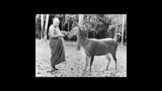 AJAHN CHAH  - THE NATURAL MIND