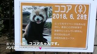 レッサーパンダ紹介[市川市動植物園] NO.2  　　　　　　　　　　　　　　　2021/01/07