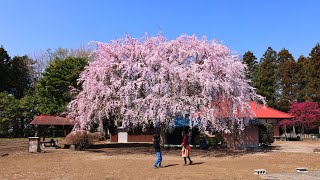 JG8K HDR 埼玉 北本 鎌倉街道の桜 Saitama,Sakura at Kitamoto Kamakurakaido