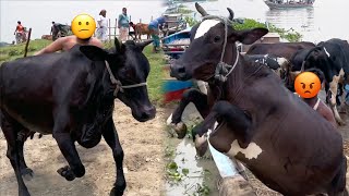 cow unloading, cow videos, cow video, big cow, goru hamba cow, Ep - 99