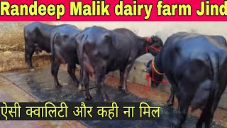 ऐसी क्वालिटी और कही ना मिल, Branded dairy farm , Randeep Malik dairy farm Jind city