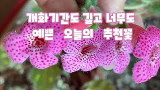 꼭 추천하고 싶은 오늘의 꽃 | 예쁘죠~ 개화기간 길죠~ 키우기 까다롭지 않죠~| 코렐리아 | 루엘리아 | 코랄림프세이지 | 이런 꽃은 무조건 키워야해