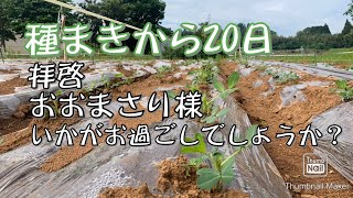 種まきして20日、おおまさりさんいかがお過ごしでしょうか？