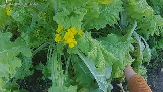 みっちゃんの花と野菜の家庭菜園 菜園紹介編⑦