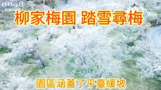 柳家梅園：踏雪尋梅～2023年1月22日春節～