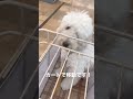 カートで移動中〜★ゴールデンドゥードル★はなたろう ゴールデンドゥードル いぬのいる生活 dog 대형견