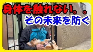 【犬　リラックス】愛犬の身体を触れない、、それを防ぐようにするボディタッチ練習方法『練習初日』♪【ポメペキ生後５か月】