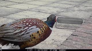 Pheasant comes right up close