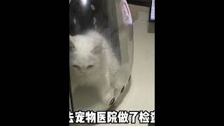 5个月的猫咪被“遗弃”在猫咖门口，背后的故事，给我整破防了 #010