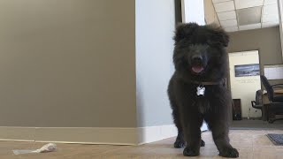 Baxter County’s newest employee will fill a much-needed role in crisis situations