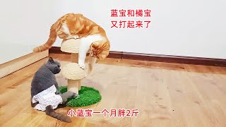 救助的残疾小蓝猫一个月长了2斤，和救助的小橘猫打架毫不示弱！