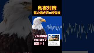 【カラス撃退】鷹の鳴き声×モスキート音！ #shorts #eagle