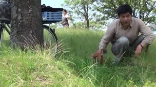 障害犬バロンの介護記録　紫川河川敷そよ風と雑草の中　2009.06.12