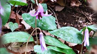 さやま花多来里の郷の花