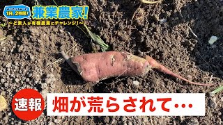 【速報】さつまいも畑がイノシシに荒らされたので緊急で動画を撮っています。【2022.8.18】