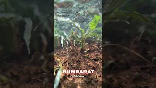 # humbart #viral video# short #video kokan# vibes kokan# loves