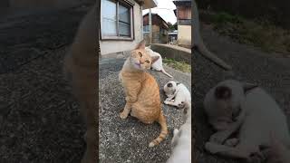 【cat】可愛い猫達が集会所の前に集まる