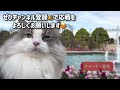 【猫バリカン】一匹分の毛玉がとれました♡ノルウェージャンフォレストキャット