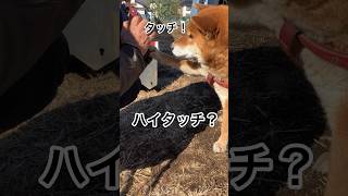 ’24.1.26 『ハイタッチ』と『はい！タッチ』の違いは大きい…かな？ #柴犬のいる暮らし #柴犬の日常 #タッチ #どっち #力丸