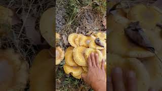 Amillaria mellea,  Honey mushroom