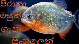 🐟පිරානා මසුන් ගැන සිංහලෙන් 🤗