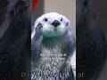 The otter that knew how to change #animals #love #shorts