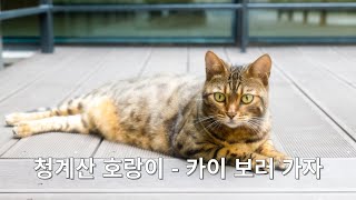 오라카이 청계산 호텔 호캉스 힐링의 시간 / 코스모스 구경 및 Level B1 저녁식사 아침 조식까지 울컥할 정도로 뜨겁고, 서늘할 정도로 현실적인 쉼이었다.