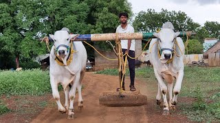 ఒంగోలు జాతి పాల పళ్ళ కోడెలు అమ్మబడును-milk teeth ongole bulls for sale in nandyal dist-cattles-oxen🐂