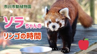 市川市動植物園　ソラちゃんのリンゴの時間