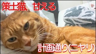 クッション上の死闘！ベテラン子猫vsシニア子猫 The veteran kitten VS the senior kitten