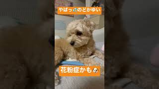 ドラッグスター４００　愛犬編VOL. 33  我が家の愛犬マルプー🐶  のどがかゆいな〜💦花粉症かな？😅🐶#マルプー#犬動画＃犬のいる生活#北海道