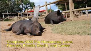 2022 Pig Horoscope, complete 2022 Pig Horoscope, Love, Finance, Family, Health, and Career.