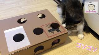 【簡単DIY】段ボールで作る　猫のおもちゃ　ユニ　メインクーン