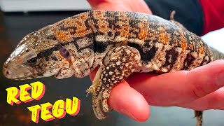 Argentine Red Tegu Lizard