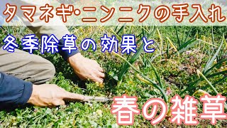 〔冬期除草の効果比較〕タマネギとニンニクの手入れと経過観察：2020年2月24日