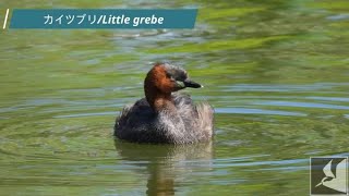 真夏のカイツブリ/Little Grebe in Midsummer