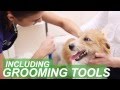 Dog Grooming School (Extended) | ABC