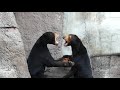 sun bear マレーグマのマーズとマーサ 天王寺動物園