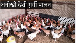 Murgi farming in Saudi Arabia// how to make desi murgi// Desi Poultry from business